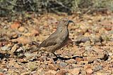 Curve-billed Thrasherborder=